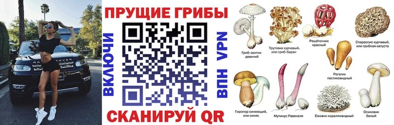 Псилоцибиновые грибы GOLDEN TEACHER  как найти наркотики  Кондрово 